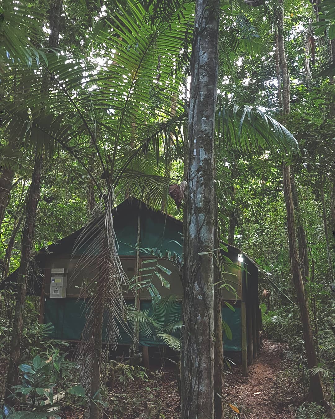 daintree rainforest 