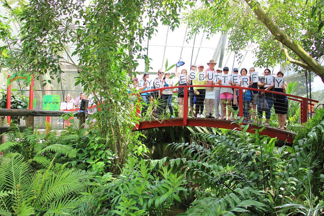 cairns butterfly sanctuary