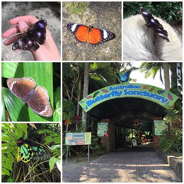 butterfly sanctuary