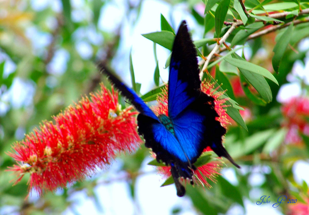 cairns butterfly sanctuary