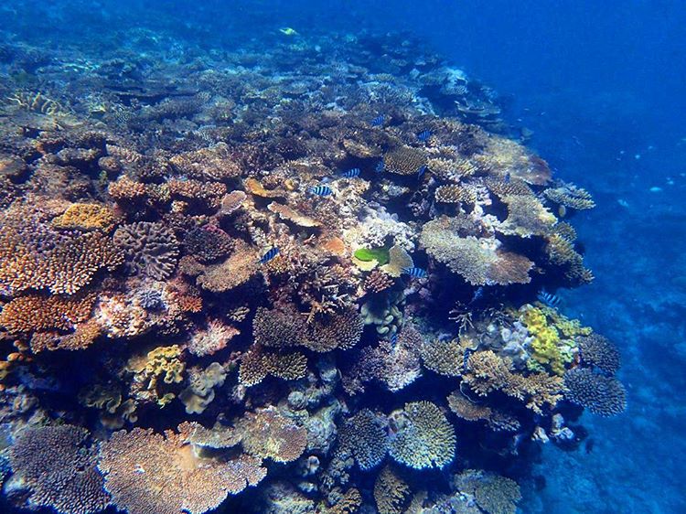 great barrier reef