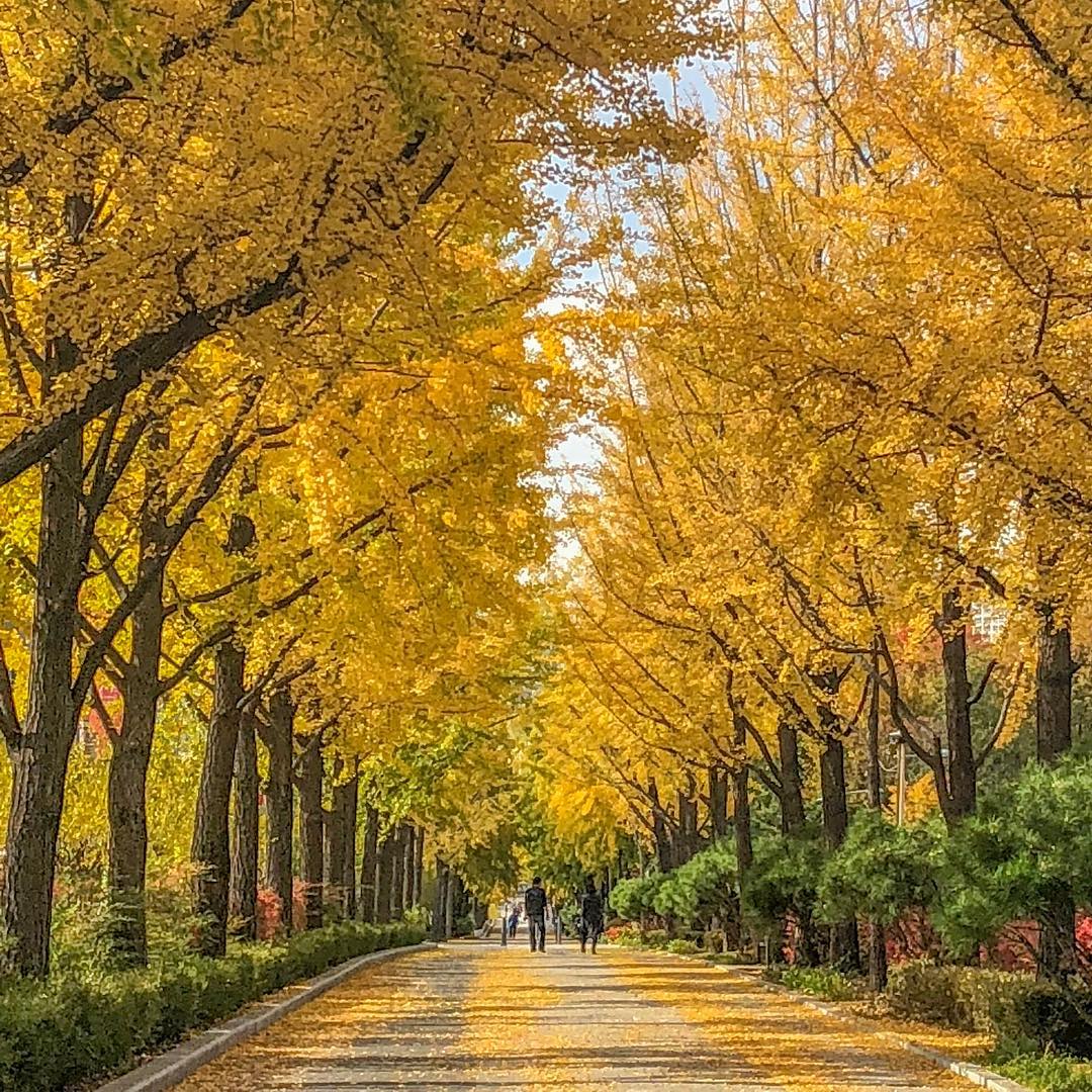 best nami island tour