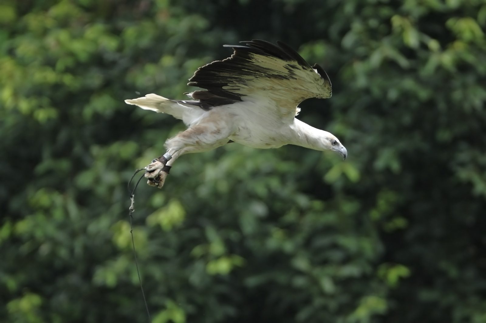 Birds of prey in Jurong Bird Park