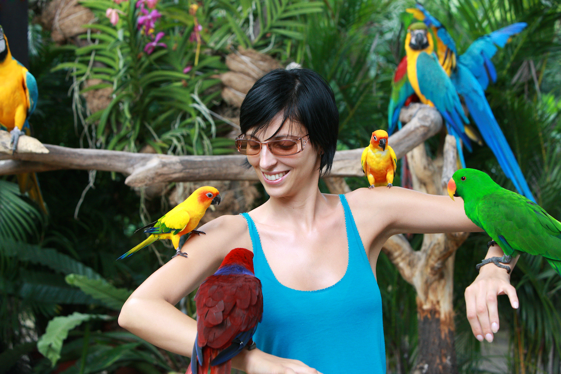 Friendly lories and lorikeets at Jurong Bird Park