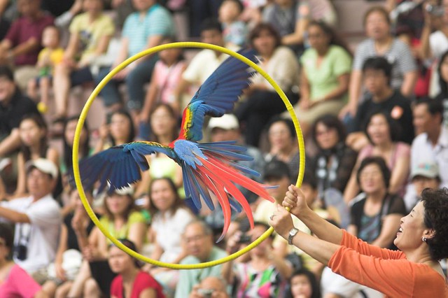 Many people enjoy the bird-got-talents shows