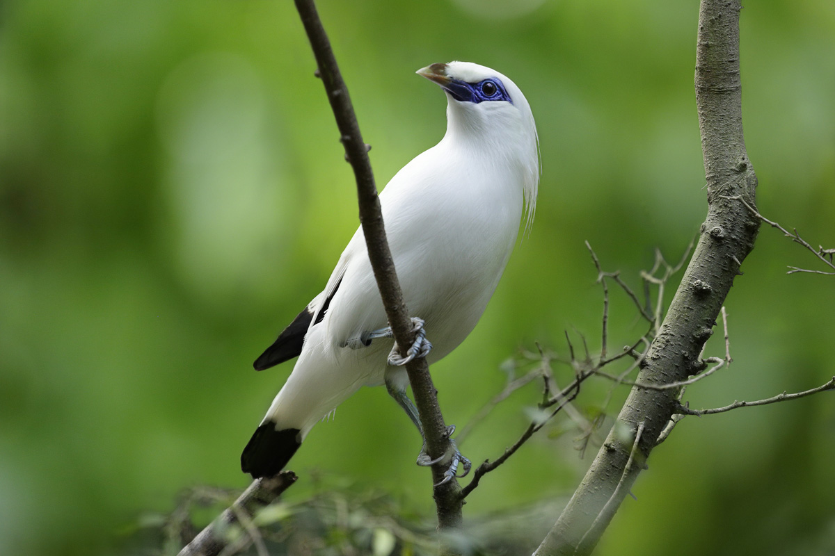 Jurong Bird Park houses many threaten Asian birds