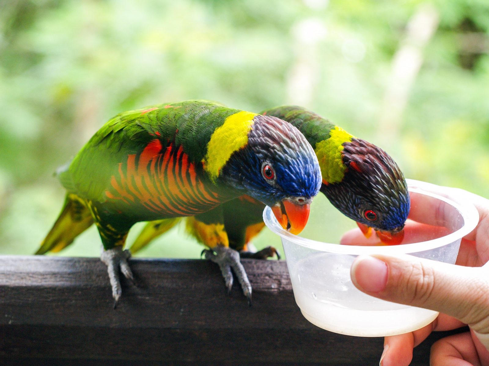 Feeding the lories at Jurong Bird Park is favored by many tourists