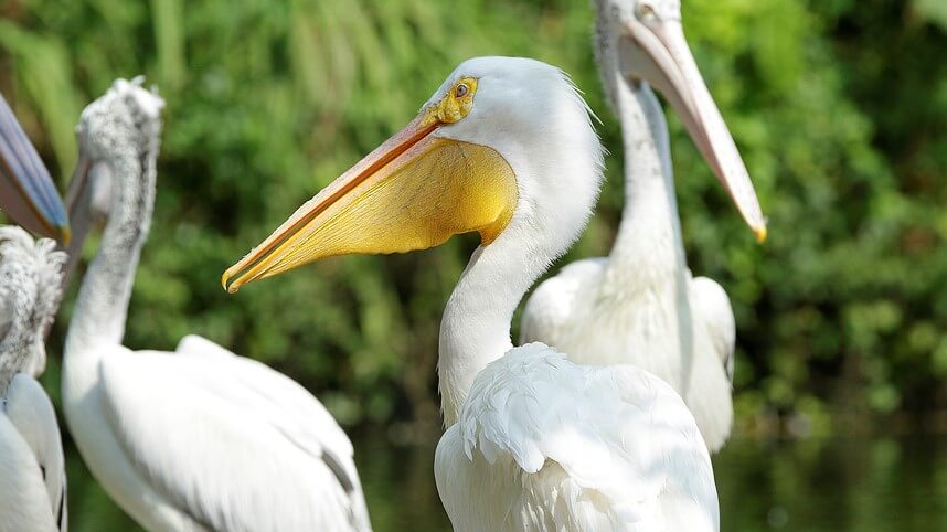 Different species of pelicans in Jurong Bird Park