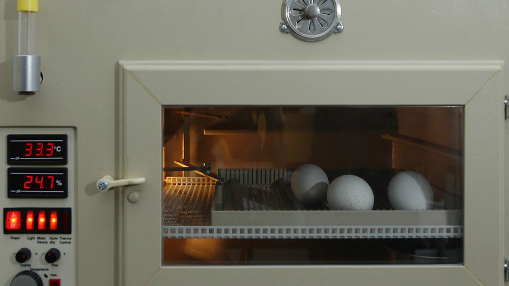 The incubation room of Jurong Bird Park