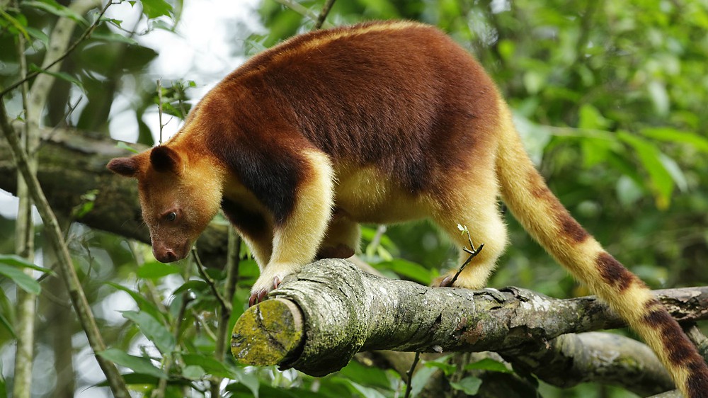 Treekangaroo in Singapore Zoo