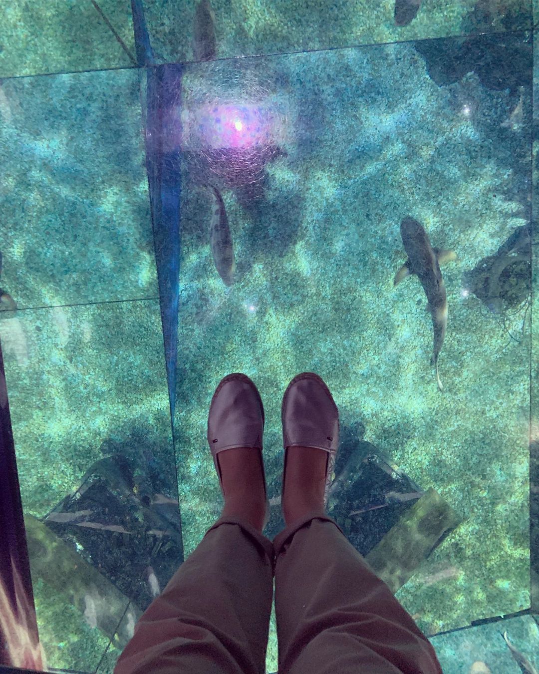 Shark Walk zone in Sea Life Bangkok