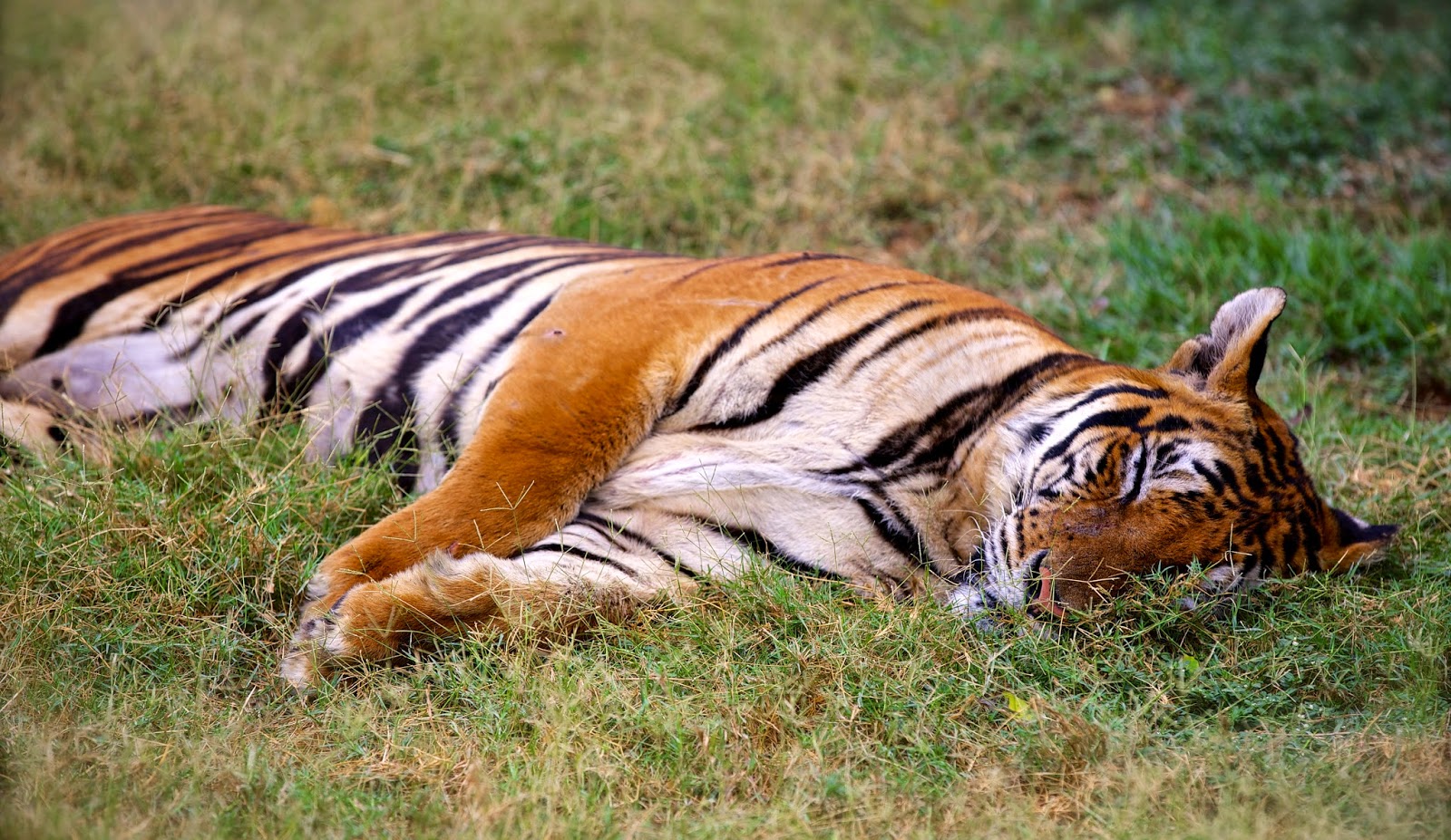 A sleeping tiger at Safari World Bangkok