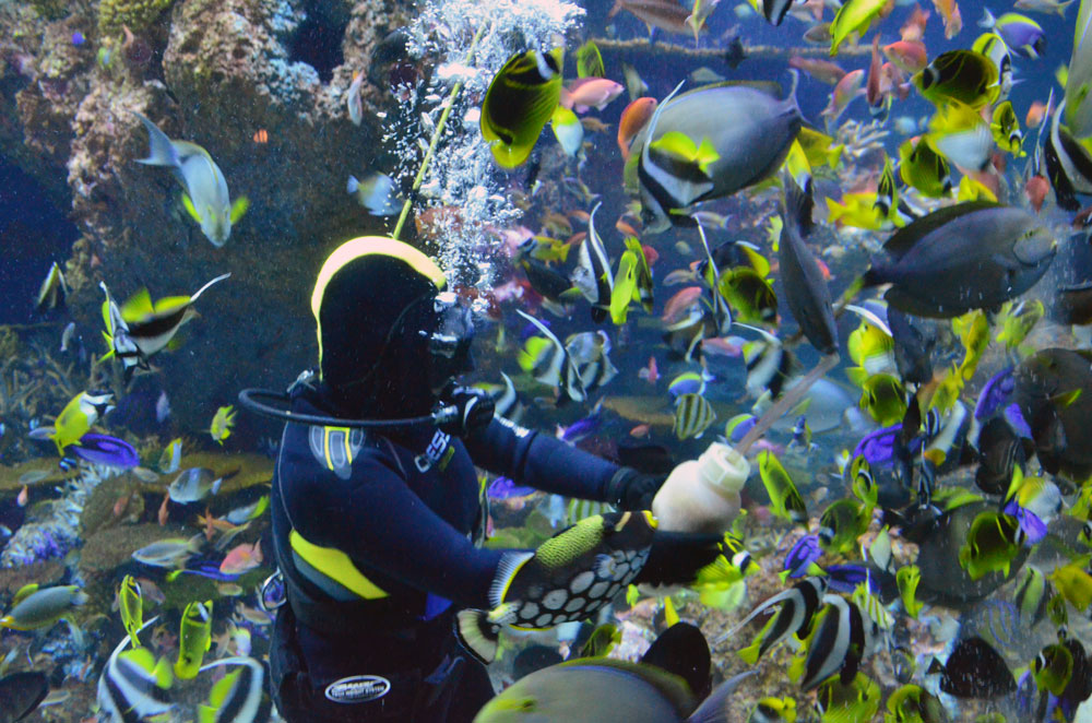 Feeding session at S.E.A Aquarium