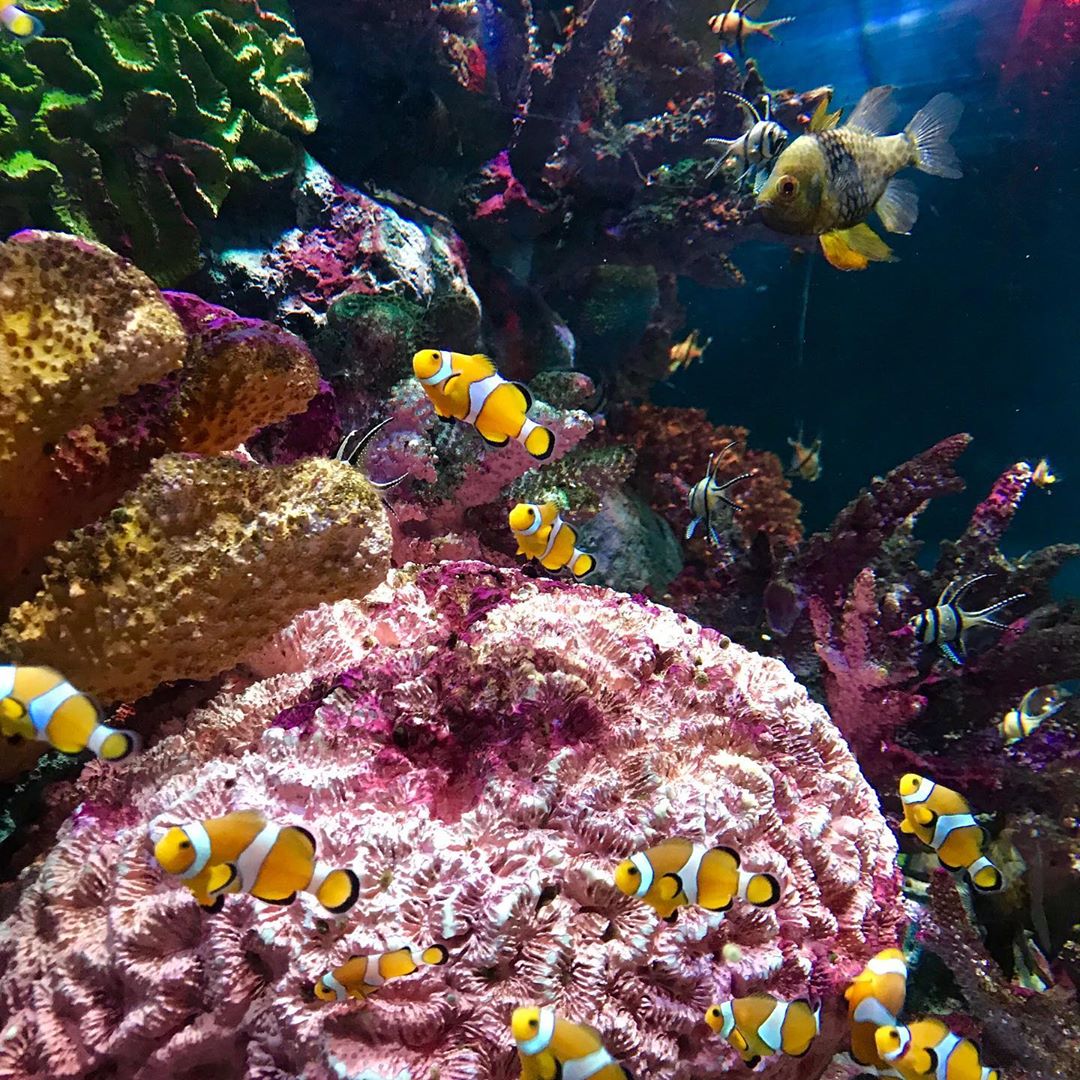 Coral Reef in Sea Life Bangkok