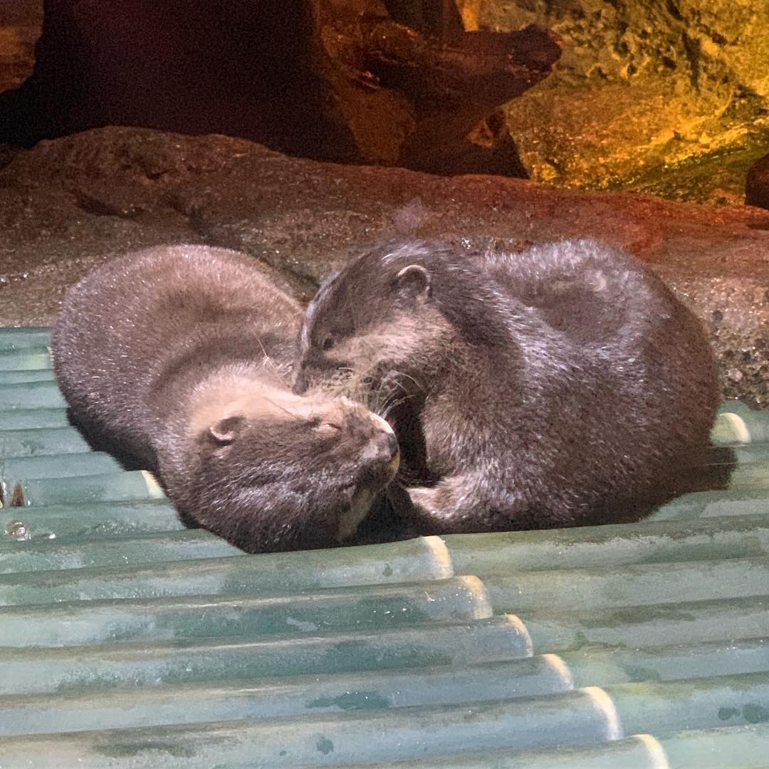 Otters in Sea Life Bangkok