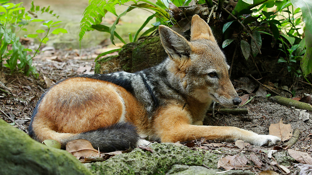 The black-backed jackal at Singapore Zoo