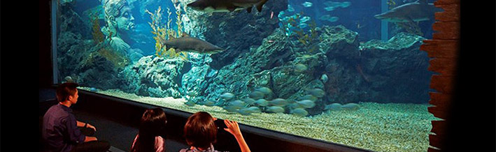 Shipwreck zone in Sea Life Bangkok