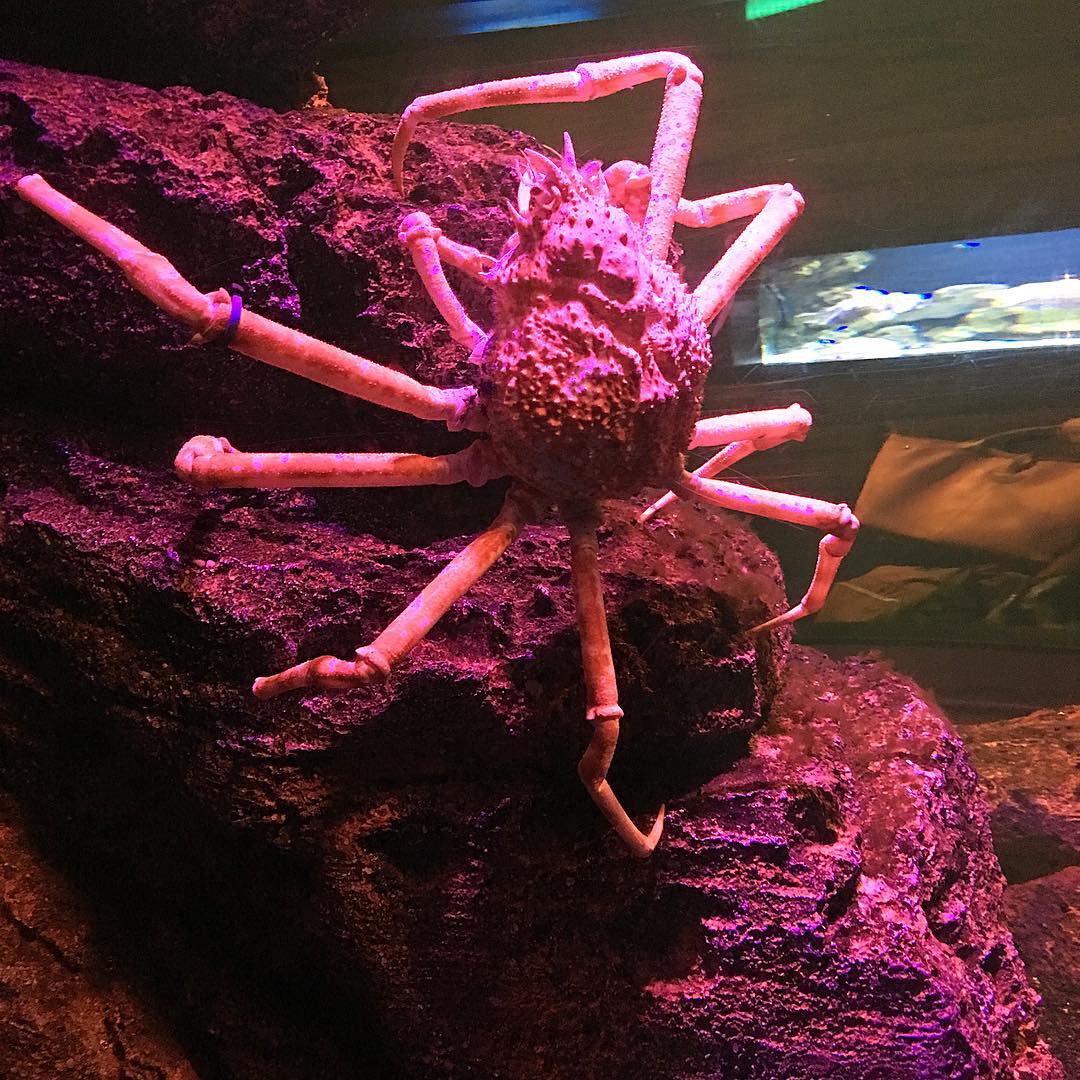 Giant spider crab in Sea Life Bangkok