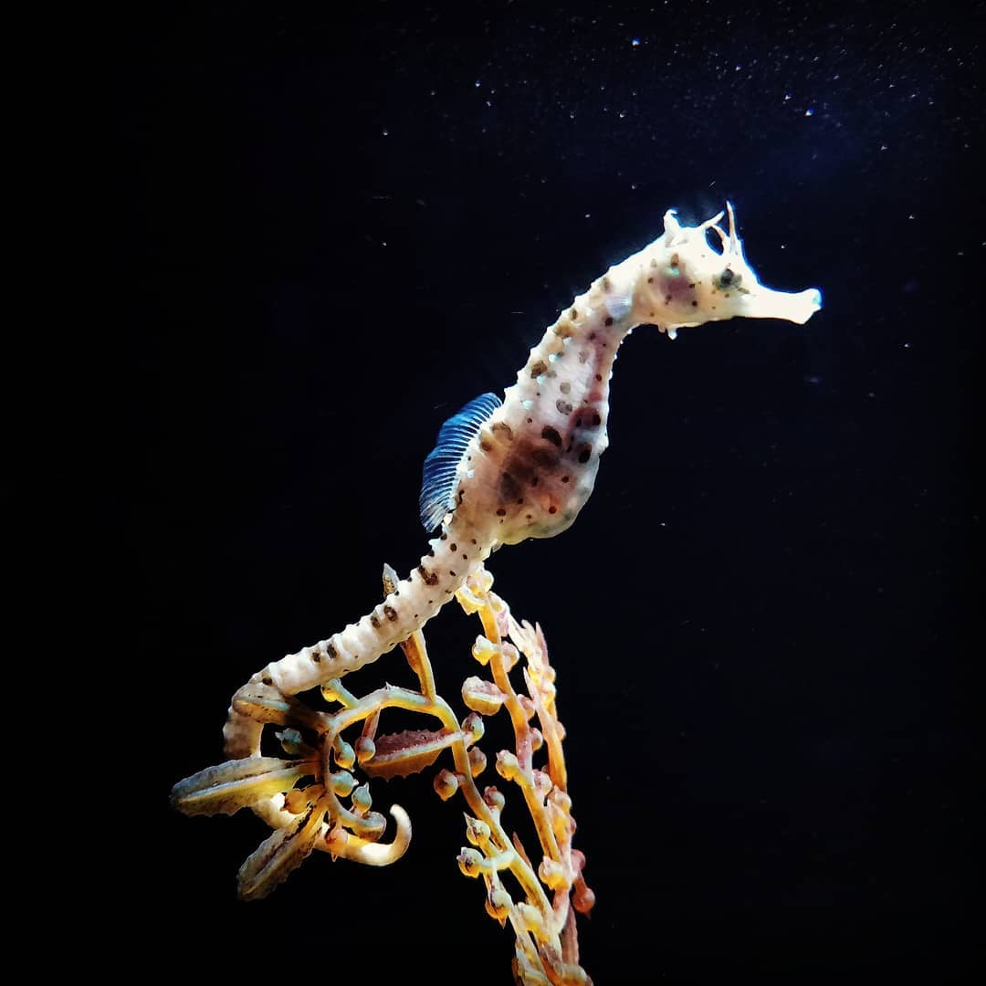 Seahorse in Sea Life Bangkok