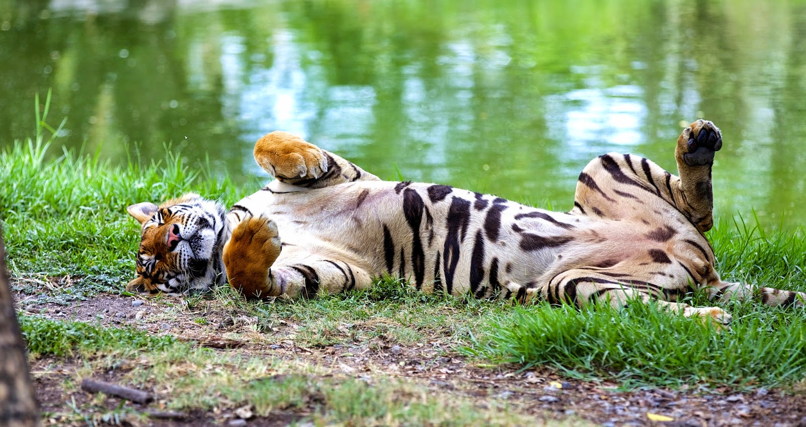 A tiger sleeping by a pond at Safari World Bangkok