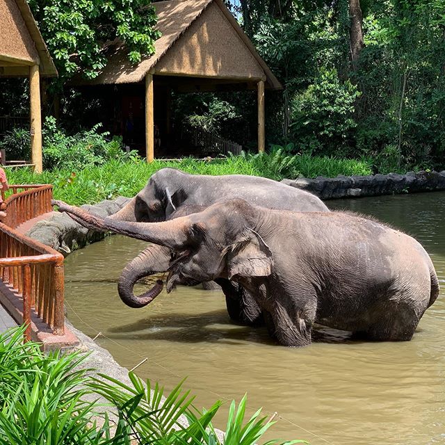Elephants of Asia Singapore Zoo