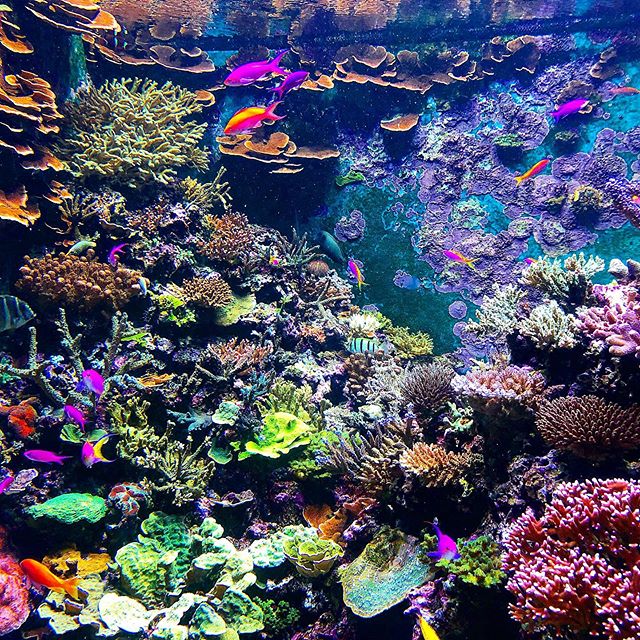 Coral Reef Habitat at S.E.A Aquarium