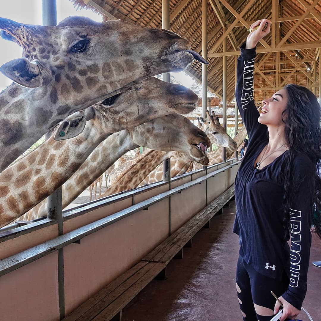 A visitor feeding the giraffes at the Safari World Bangkok