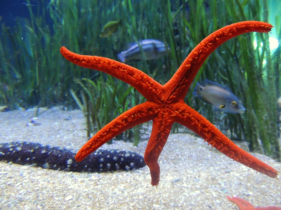 Coral Garden Habitat