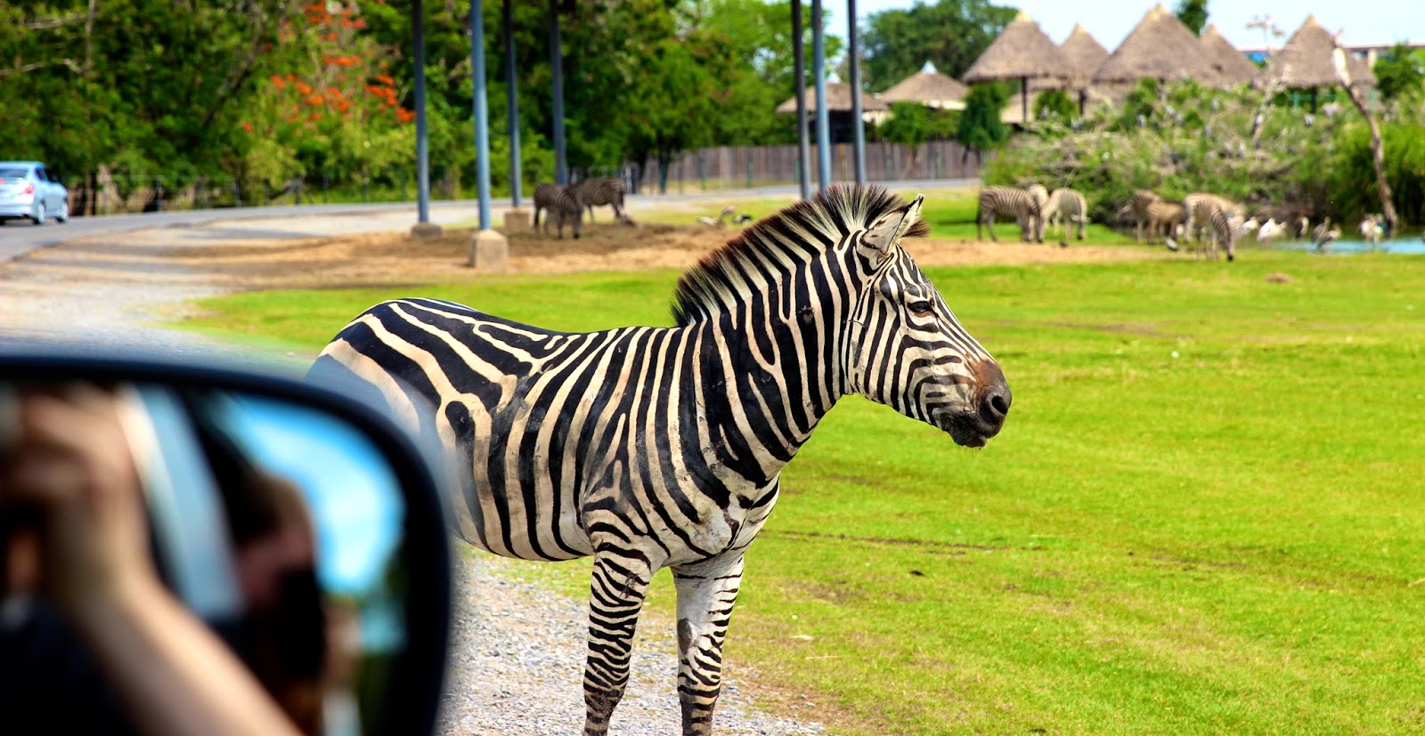 Visitor taking photo of a zebra at the Safari World Bangkok