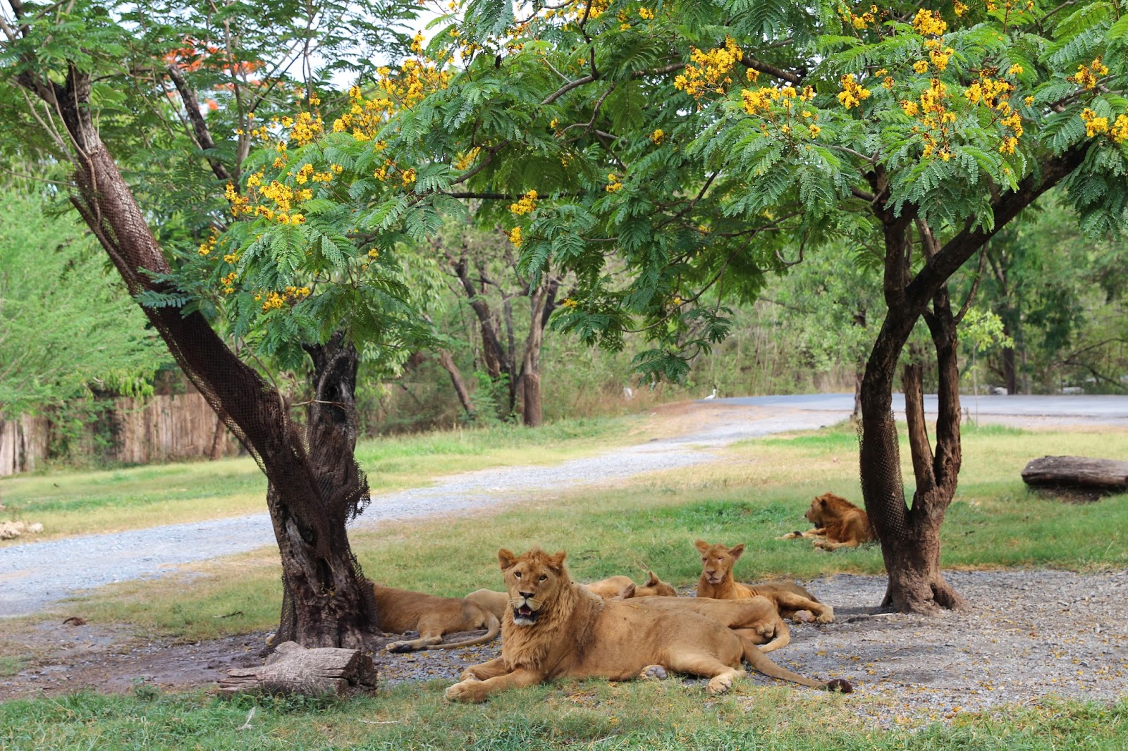 Lions at Safari World Bangkok