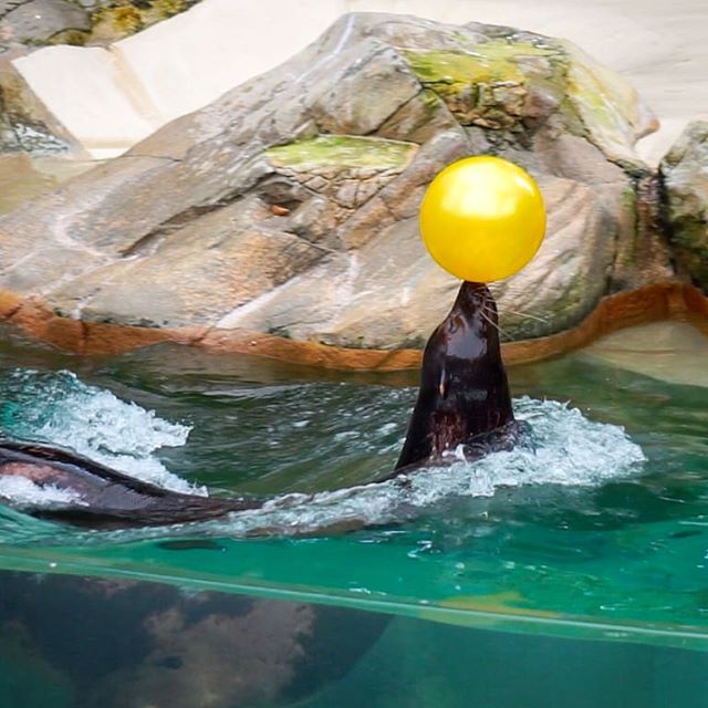 Show in Singapore Zoo