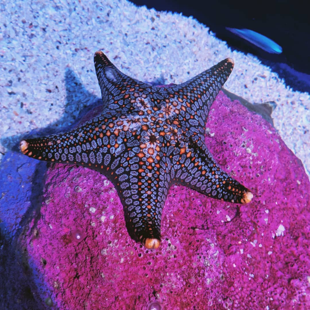 sea stars in Sea Life Bangkok