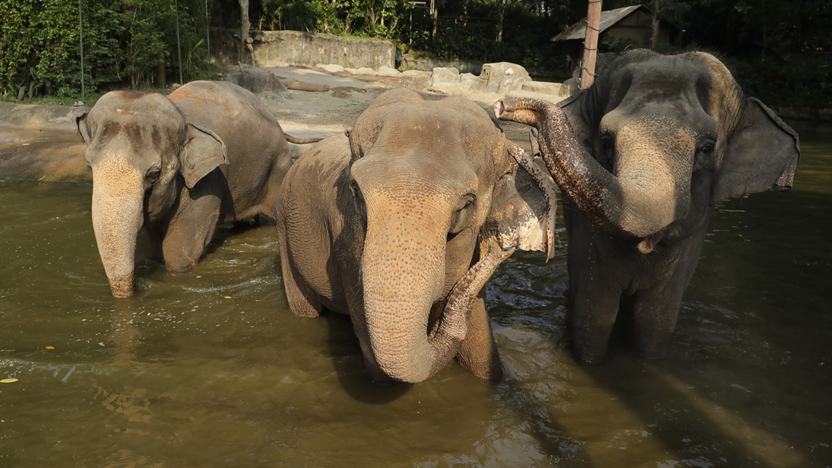 best day to visit singapore zoo