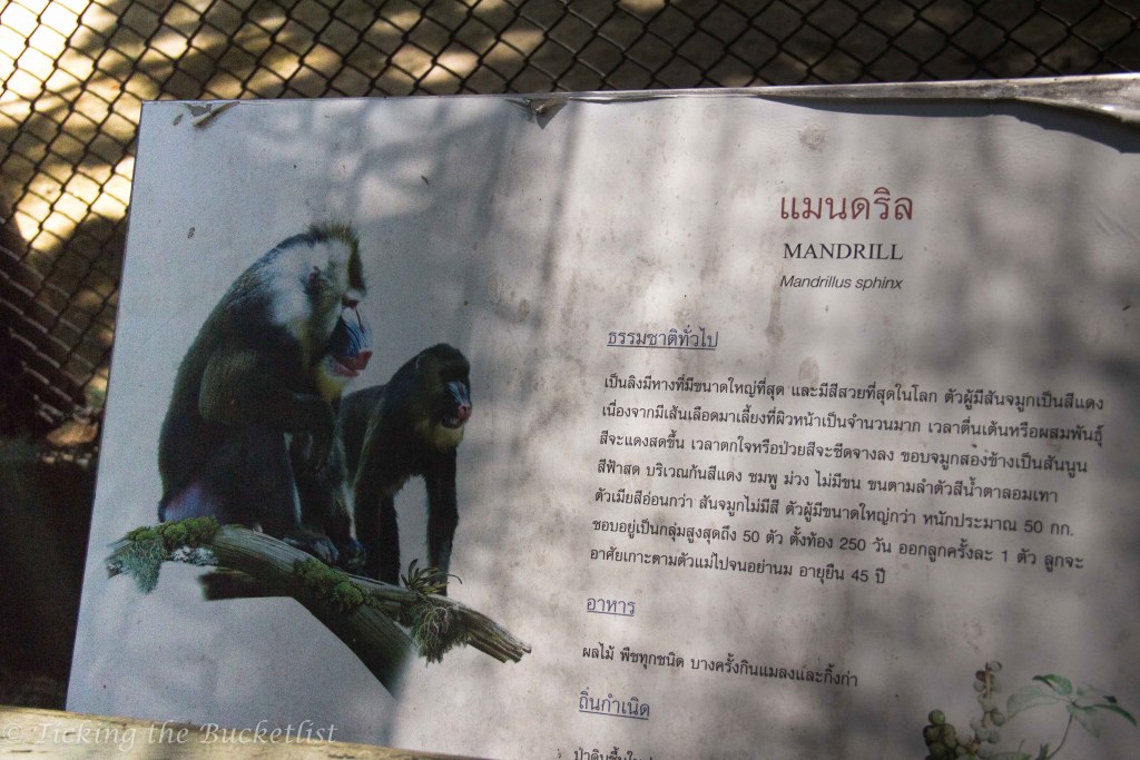 A bulletin board of the Mandrill at the Safari World Bangkok