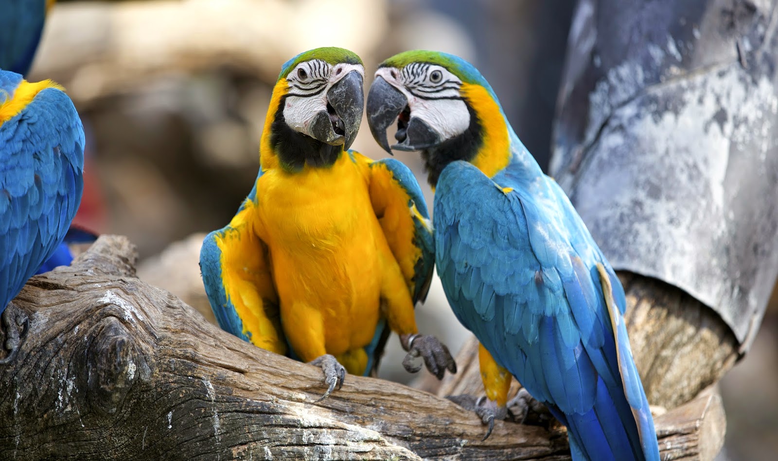 2 parrots chit chatting at Safari World Bangkok