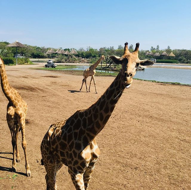 Giraffe at Safari Park