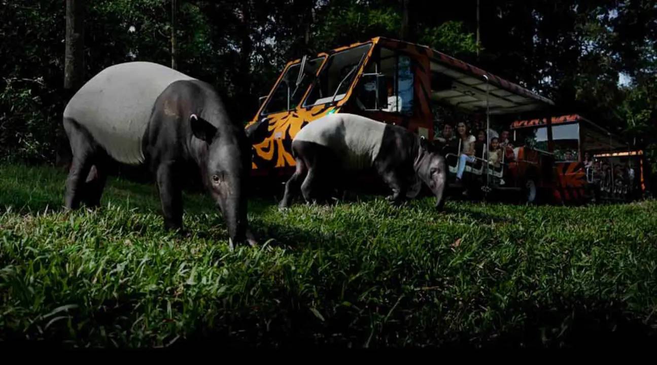 Travel to Singapore - Night Safari