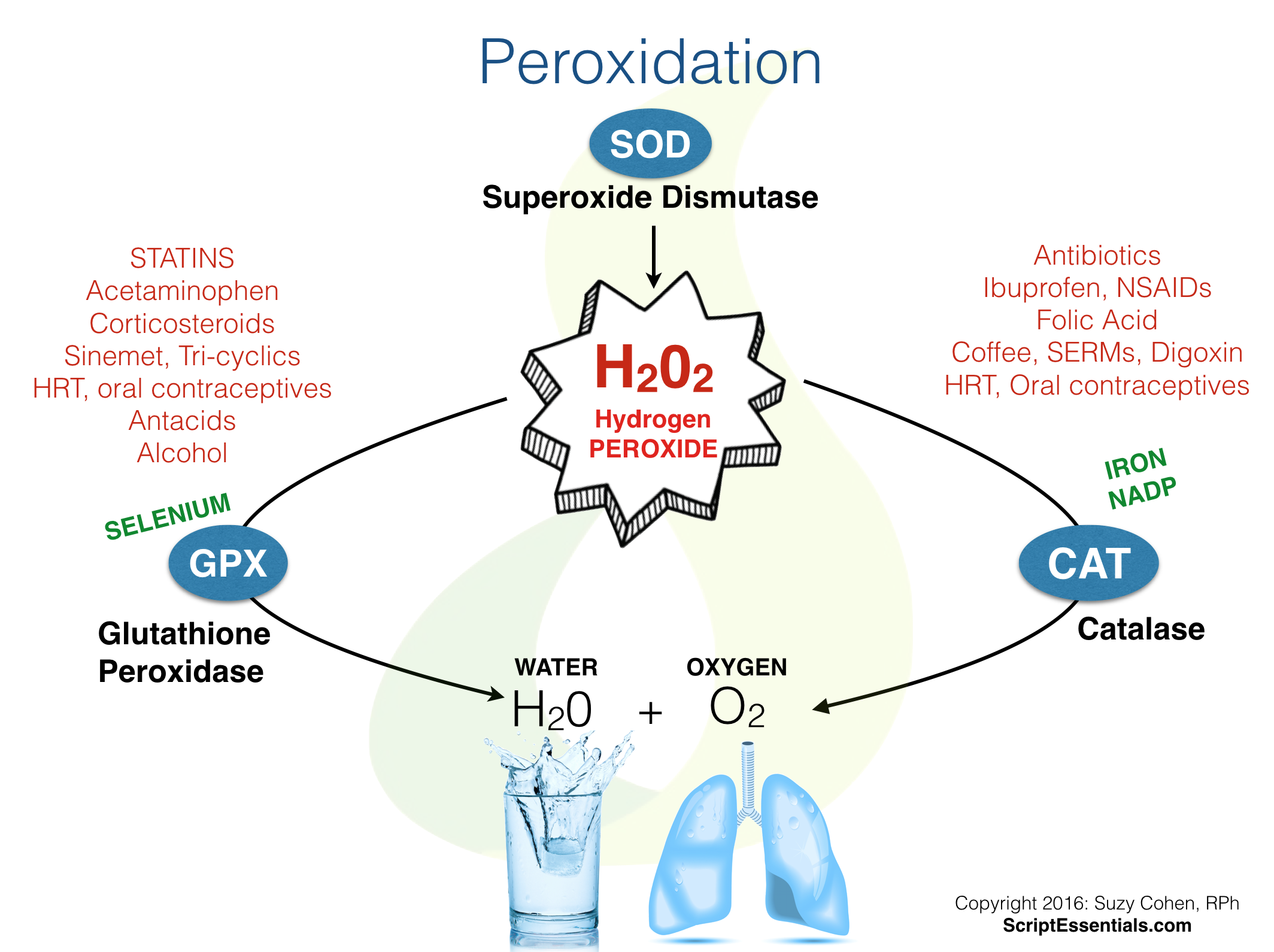 The Effect Of Catalyse On Hydrogen Peroxide