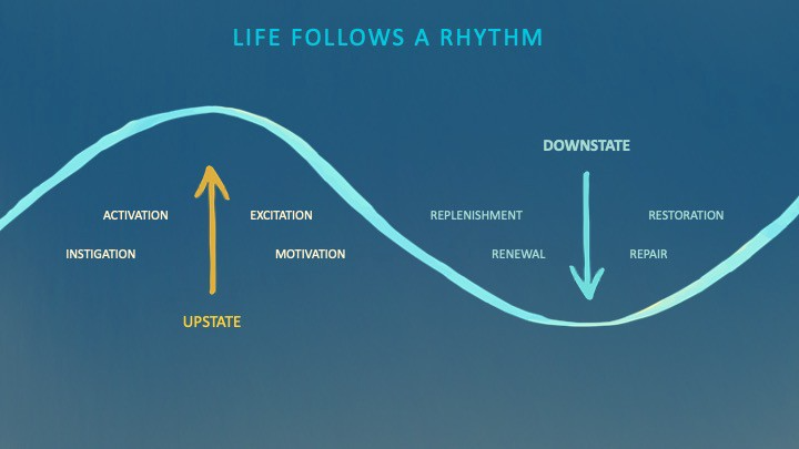 Every biological plant and animal is regulated by rhythms of energy-depleting Upstate and energy-restoring Downstates.