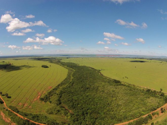 Like a bos: per nieuwe website plant Statik 25 bomen