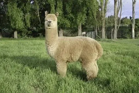 adrien@famillemaurer.ch