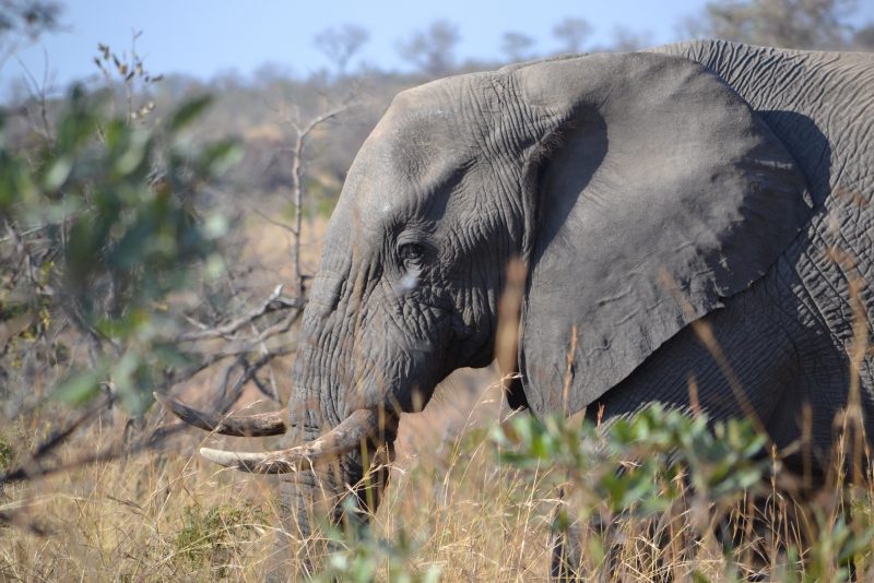 Zuid Afrika Liefde Op Het Eerste Gezicht Interfact Travel