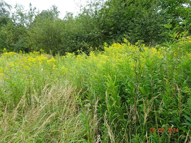 Licytacja komornicza działki w Kłodzku. Cena wywoławcza: 37,5 tys. zł