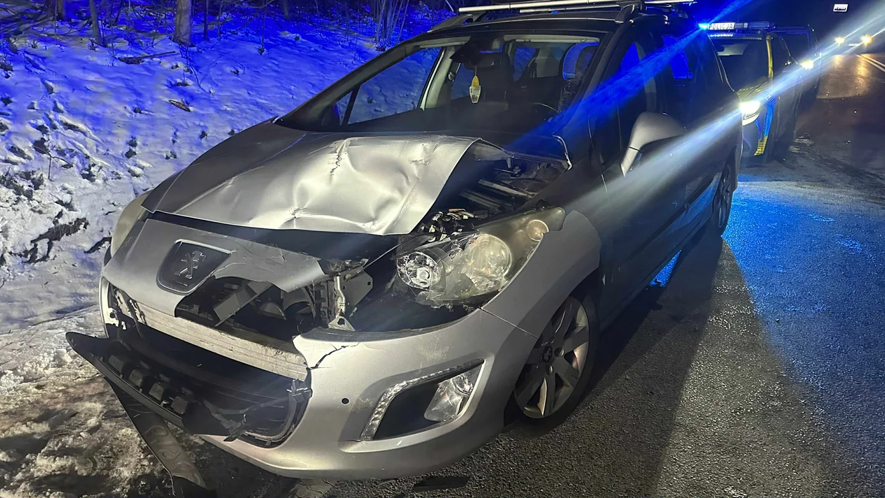 Laski - potrącenie sarny