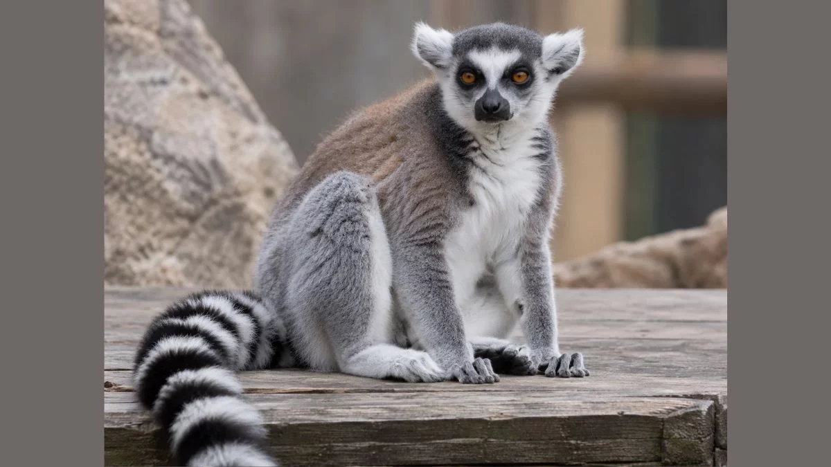 ZOO Łączna. Fundacja kończy pomoc przy zwierzętach. Kto przejmie opiekę?
