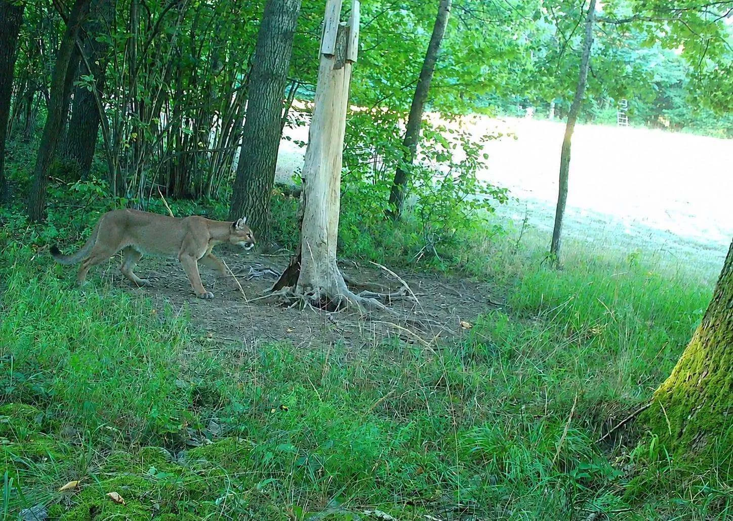 Puma w lesie okazała się prawdziwa! Jest zdjęcie z fotopułapki
