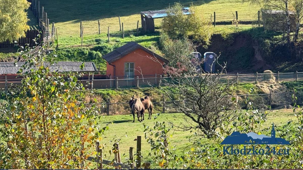 Ptak znaleziony martwy w ZOO Łączna, pracownicy wrócili. Co dalej ze zwierzętami?