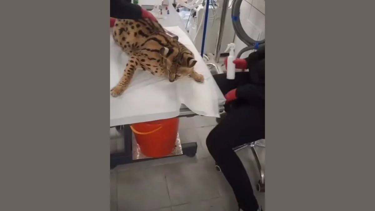Pięć serwali wróciło do ZOO Łączna. Niepokojące informacje o stanie samicy i czworga młodych