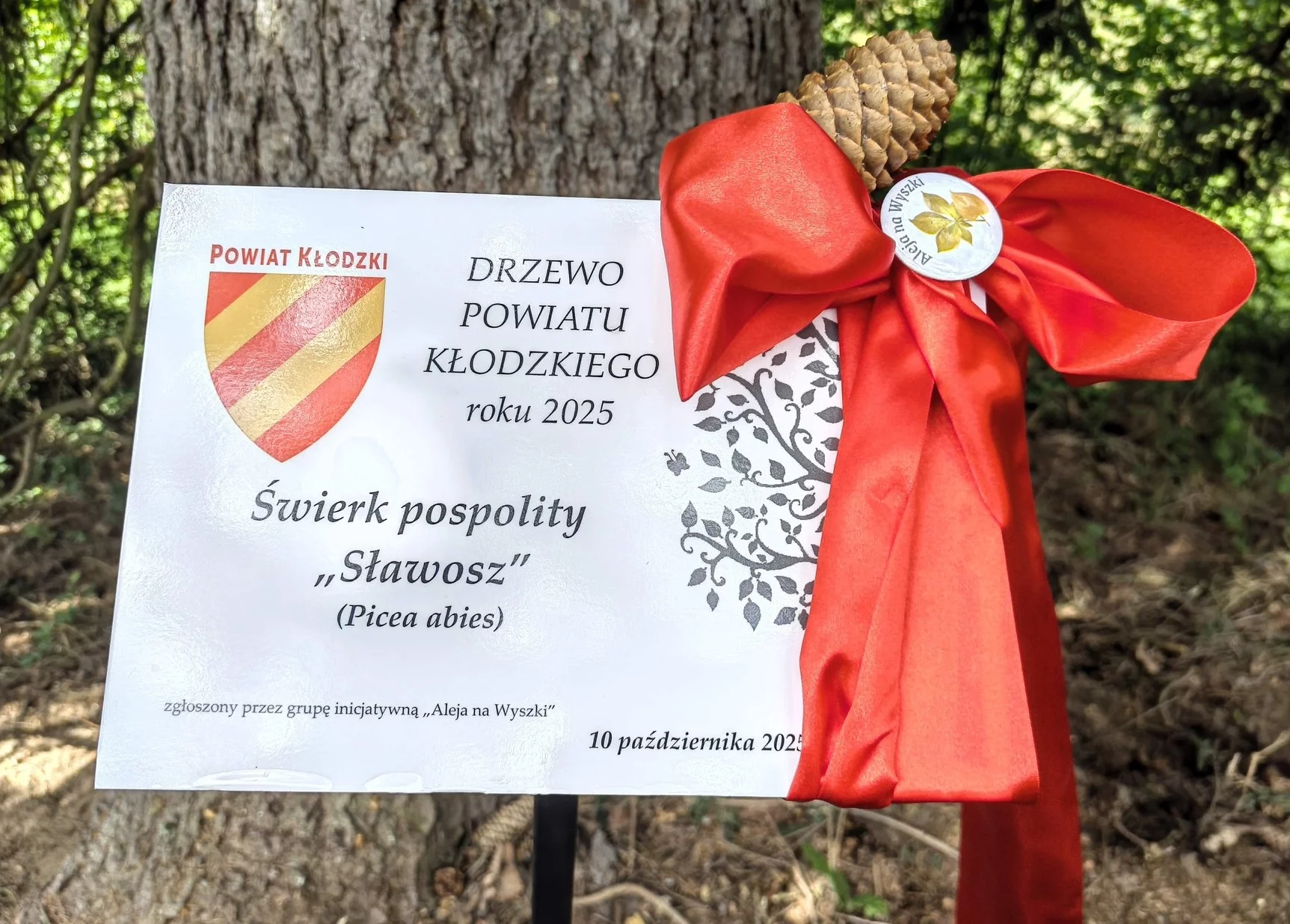Gmina Bystrzyca Kłodzka. Świerk "Sławosz" w centrum uwagi [zdjęcia]