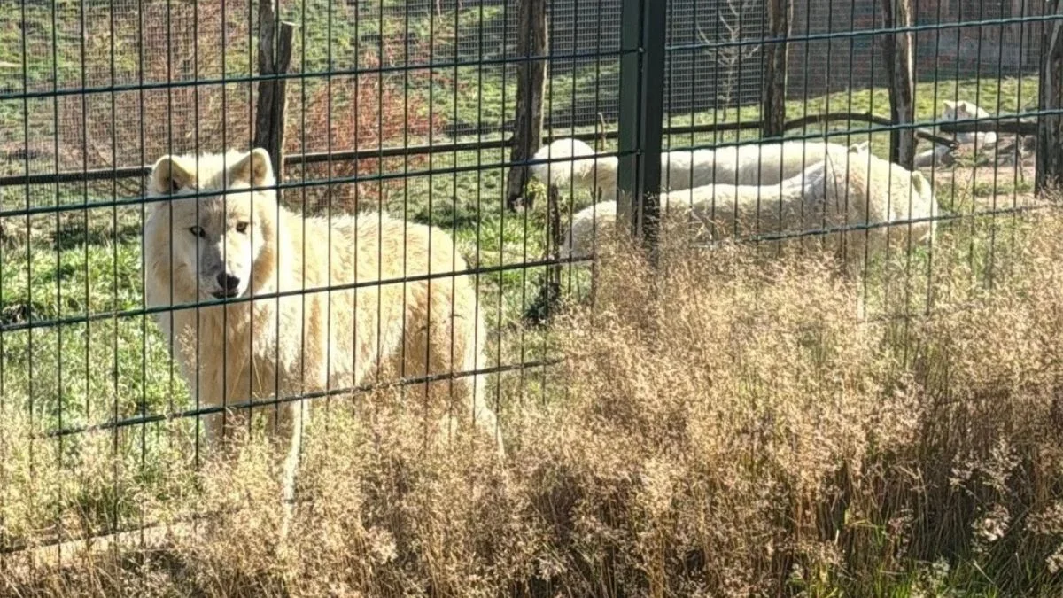 ZOO Łączna. Nowaczyk zabrał głos po decyzji prokuratury. Chce odzyskać zwierzęta, a w tle kolejne zatrzymanie